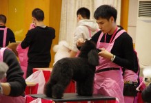 北京哪里学宠物美容好-北京学宠物美容最好的学校