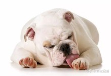治疗宠物呕吐-治疗宠物呕吐的特效药