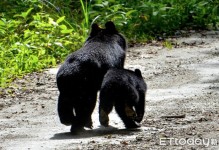 黑熊当宠物-黑熊能养出感情吗