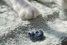 猫可以吃蓝莓吗