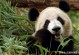 大熊猫的性格特点-大熊猫的性格特点作文300字