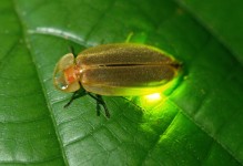 萤火虫养殖-萤火虫养殖技术养殖前景如何