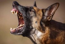 世界十大恶犬-世界十大恶犬战斗力排行