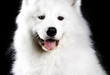 萨摩犬图片-萨摩犬图片价格 颜色
