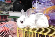 宠物兔花销-宠物兔市场价格