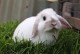 宠物名字兔子-宠物名字兔子怎么取