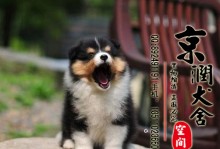 北京宠物养殖基地-北京宠物养殖基地通州