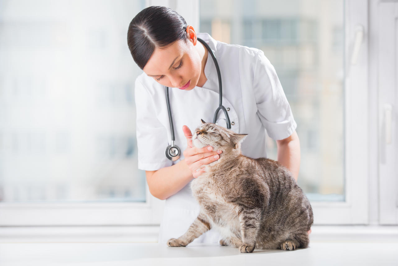 兽医能给宠物看病吗-兽医可以给猫咪看病吗